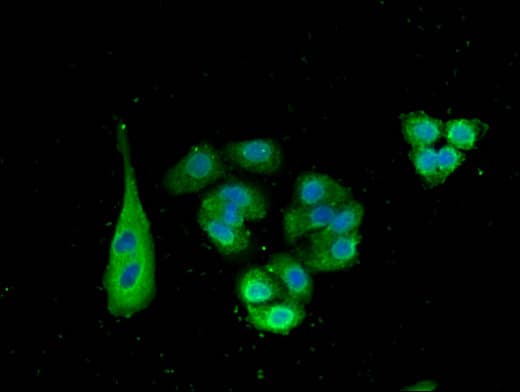 SNX15 Antibody