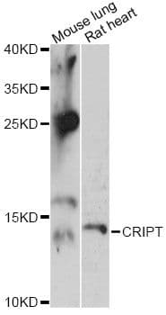 CRIPT Antibody