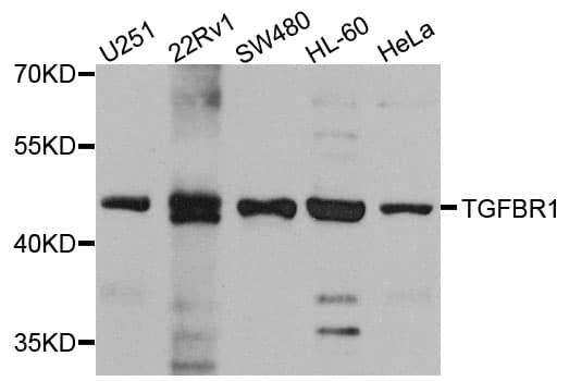TGFBR1 / ALK5 Antibody