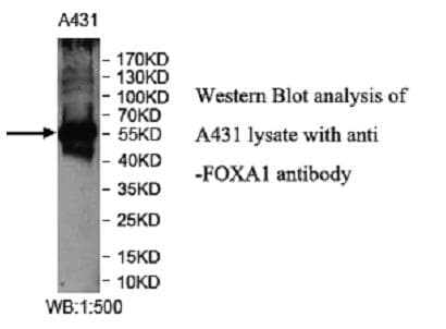 FOXA1 Antibody (C-Terminus)