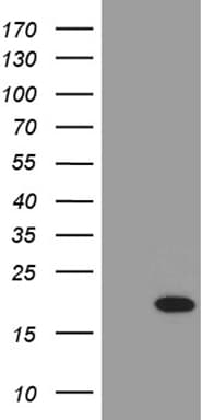 PLAC8L1 Antibody (clone OTI8H8)