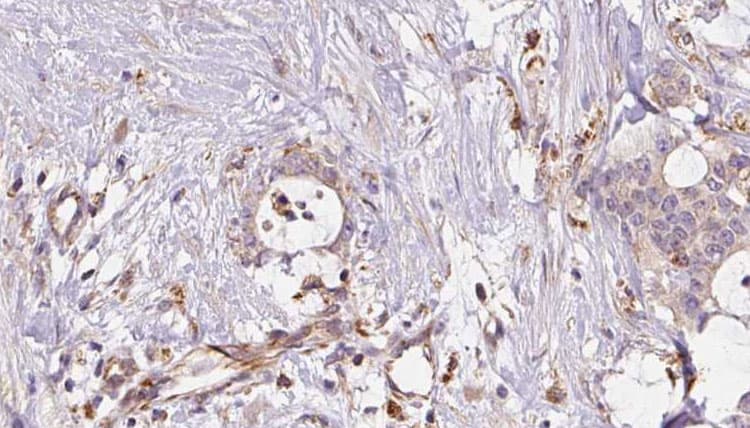 ERO1LB Antibody