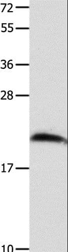 FGF12 Antibody