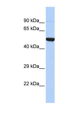 NR1I2 / PXR Antibody (N-Terminus)
