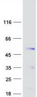 Human SYT5 Protein (Recombinant Myc-DDK (Flag))