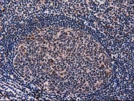 SNX8 Antibody (clone OTI1E5)