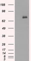 BTK Antibody (clone OTI12H4)