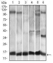 Monoclonal Mouse anti-Human CCL2 / MCP1 Antibody (clone 2D8, IHC, IF, WB)
