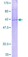 Human PLA2G4B Protein (Recombinant GST)