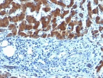 RBP / Retinol Binding Protein Antibody (clone SPM442, Azide-free, BSA-free)