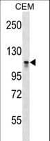 DNMT3A Antibody (aa872-900)