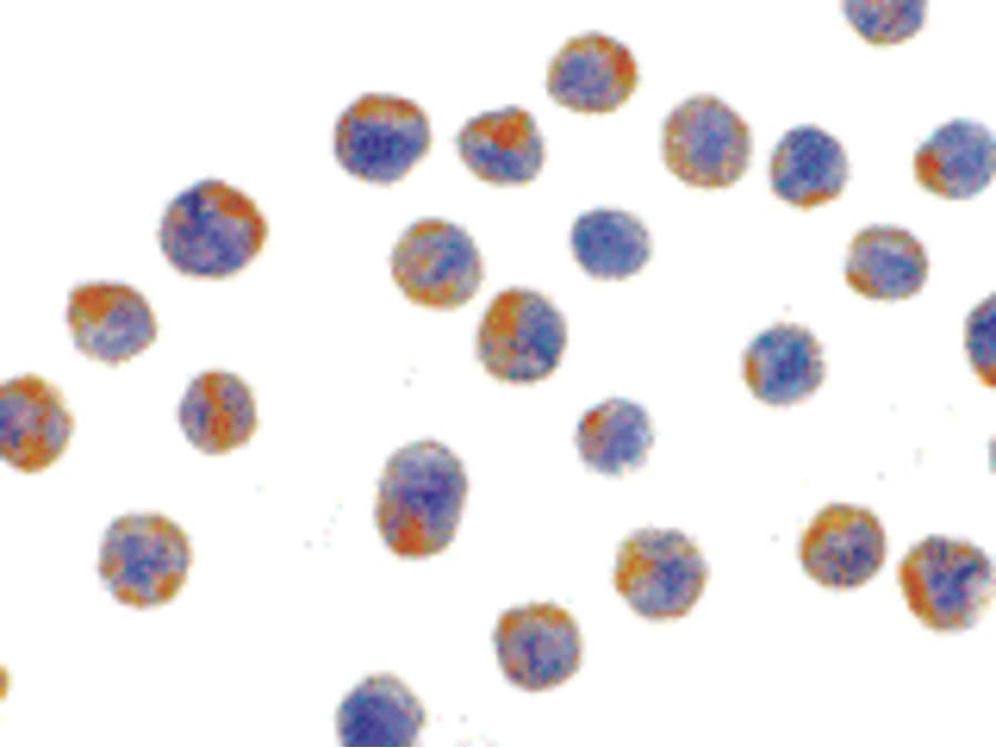 IHC-plus™ LAMP2 / CD107b Antibody