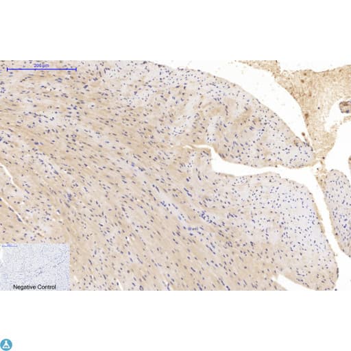 TUBA1B / Tubulin Alpha 1B Antibody