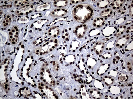 ASH2L / ASH2 Antibody (aa347-628, clone OTI7D11)