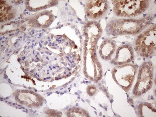 Monoclonal Mouse anti-Human BMF Antibody (clone OTI6F3, IHC, WB)