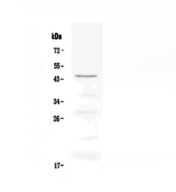 TNFRSF4 / CD134 / OX40 Antibody