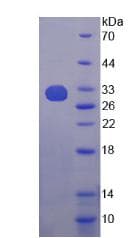Mouse TRAF2 Protein (Recombinant His-T7)