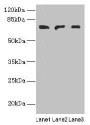 PLCZ1 Antibody