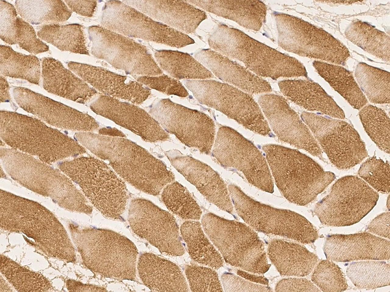 C10orf26 / OPAL1 Antibody