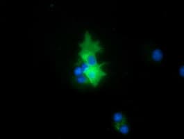PEX5 Antibody (clone OTI6G8)