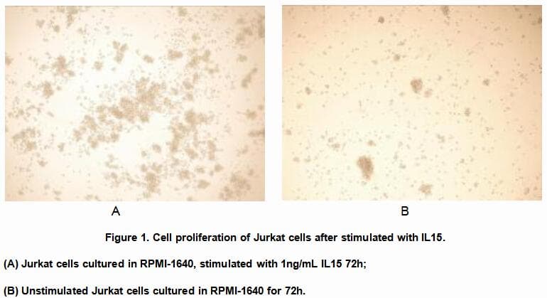 Rat IL1R1 Protein (Recombinant His, N-Terminal)
