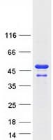 Human DDRGK1 Protein (Recombinant Myc-DDK (Flag))