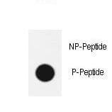SOX2 Antibody (phospho-Ser246)