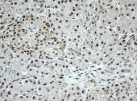 SF3A1 / SF3A120 Antibody (aa249-568, clone OTI3F4, Carrier-free)
