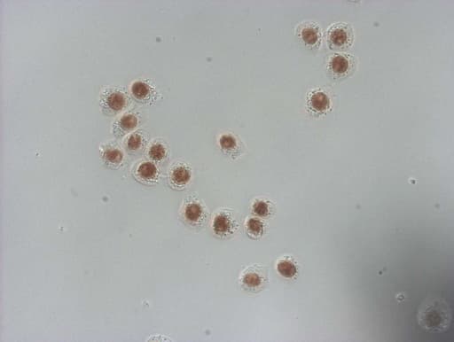 NUDT21 Antibody (aa2-227, clone OTI13H1, Carrier-free)