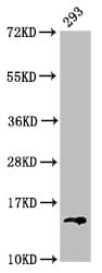 HIST1H2BN Antibody
