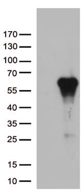 ARSG / Arylsulfatase G Antibody (aa17-525, clone OTI4H3, Carrier-free)