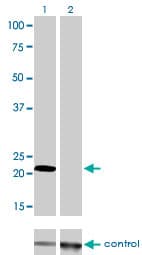 MLC3F / MYL1 Antibody (clone 2D9)