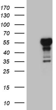 LHX4 Antibody (aa1-260, clone OTI1C7)