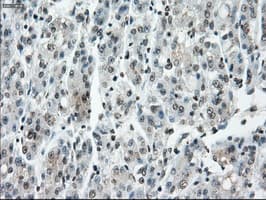 CYPOR / POR Antibody (clone OTI5B3)