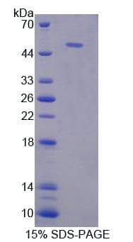 Mouse NUCB1 / Nucleobindin Protein (Recombinant)