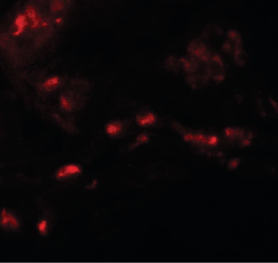 Polyclonal Rabbit anti-Human SPRYD4 Antibody (IHC, IF, WB)