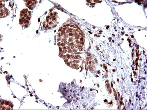 POLR3GL Antibody (clone OTI5E8, Carrier-free)