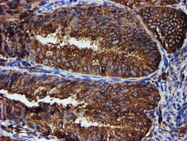 PDIA4 / ERP72 Antibody (clone OTI2A11)