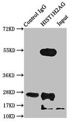 HIST1H2AI Antibody