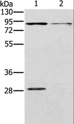 CNGA3 Antibody