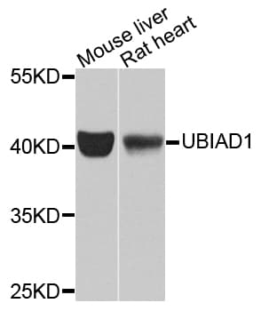 TERE1 / UBIAD1 Antibody