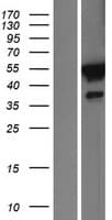 FKBP5 / FKBP51 Protein (Over-Expression Lysate Myc-DDK (Flag))