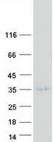 Human TAF10 Protein (Recombinant Myc-DDK (Flag))