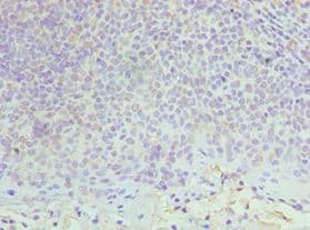 MCM6 Antibody (aa562-821)