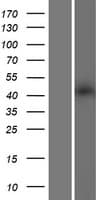 HTR2A / 5-HT2A Receptor Protein (Over-Expression Lysate Myc-DDK (Flag))