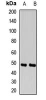INPP5A Antibody