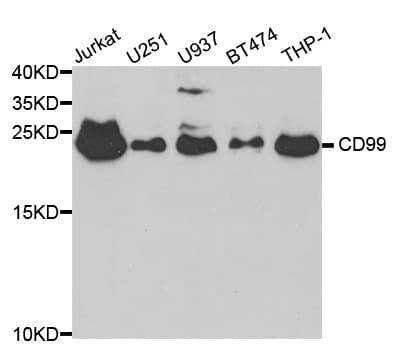 CD99 Antibody