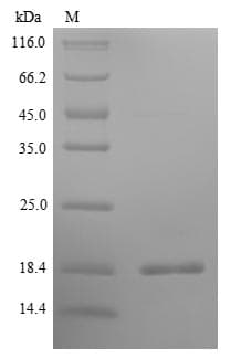 Pig IL5 Protein (Recombinant 6His, N-terminus)