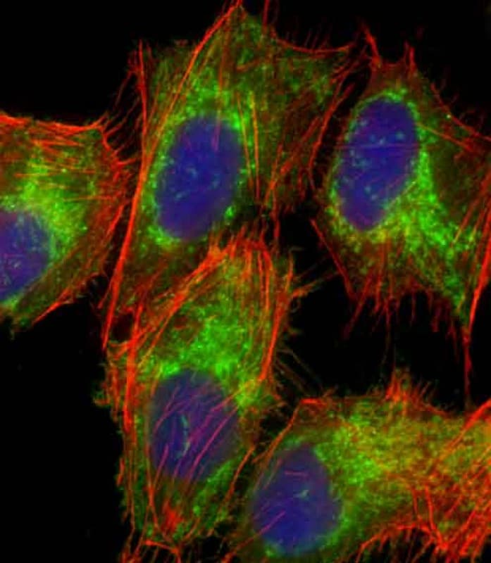 TOMM40 / TOM40 Antibody (N-Terminus)