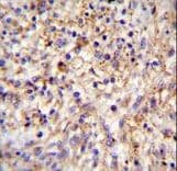 SCGF Antibody (aa145-174)